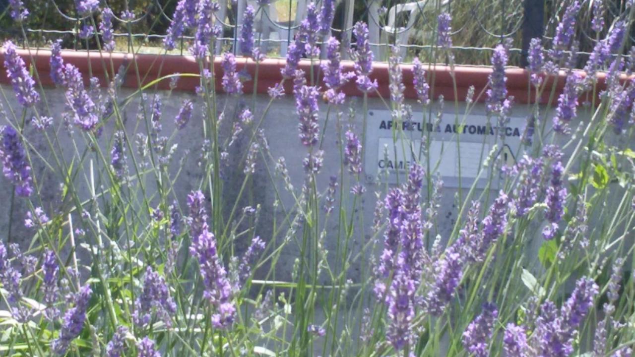 Amor Di Lavanda Cingoli Δωμάτιο φωτογραφία